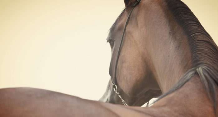 Equine Metabolic Syndrome